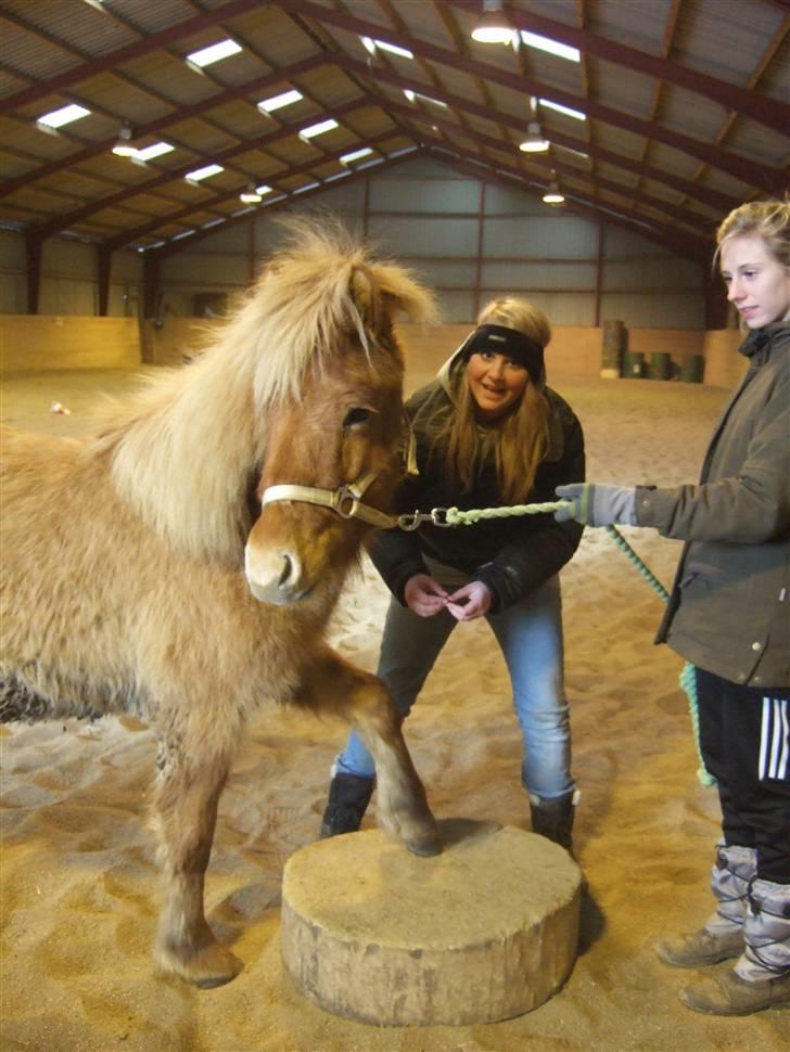 Tur til Rørvig/Paradisgården  - Tas og Celia prøver at lære Ljúf at stå på træstub.. billede 13