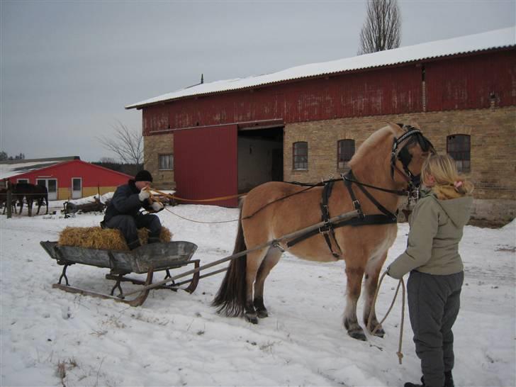 Virago foran den gamle kane - Der er netop blevet spændt for. billede 1