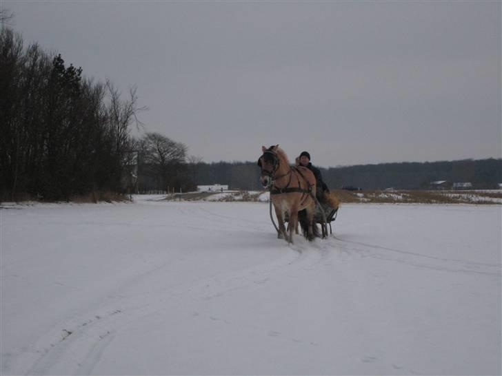 Virago foran den gamle kane billede 4