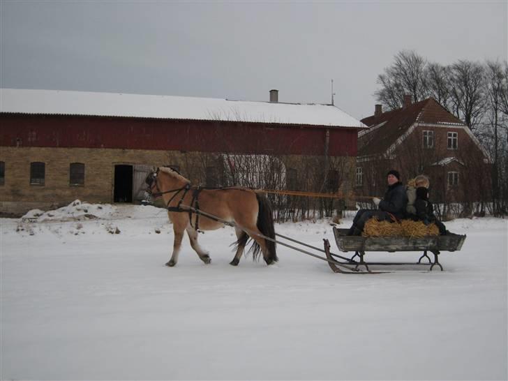Virago foran den gamle kane billede 5