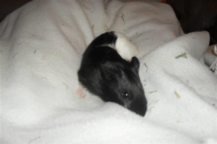 Jing og Jang (marsvin) - Jang billede 4