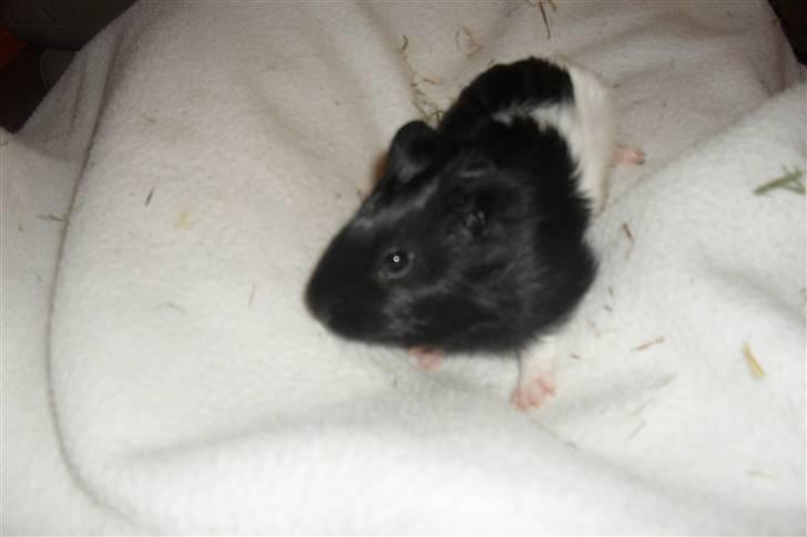 Jing og Jang (marsvin) - Jang billede 5