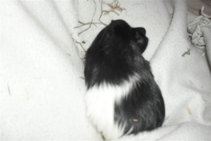 Jing og Jang (marsvin) - Jang billede 6