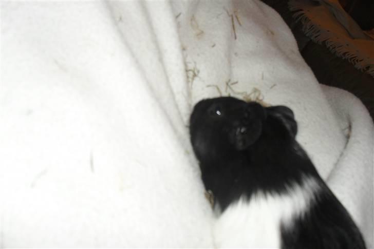 Jing og Jang (marsvin) - Jang billede 7