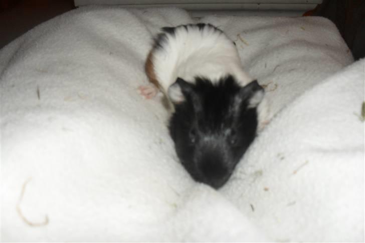 Jing og Jang (marsvin) - Jing billede 8