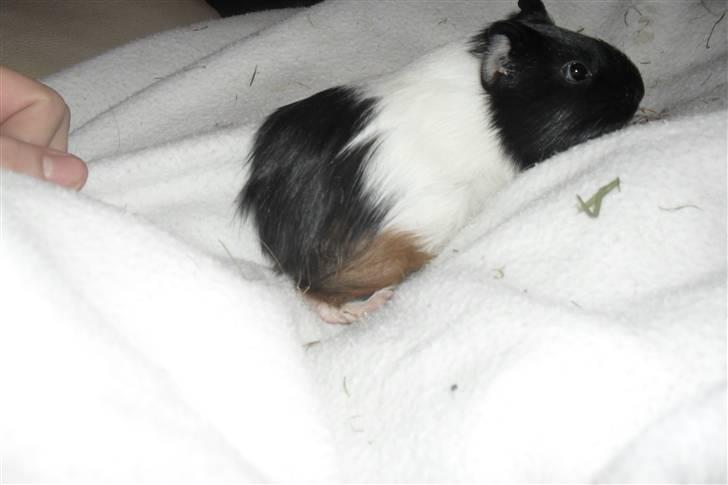 Jing og Jang (marsvin) - Jing billede 9