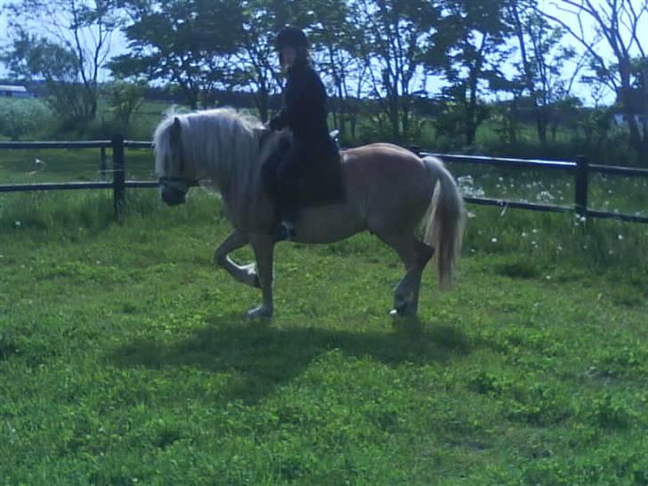 Heidi Rasmussen  - Mig på haflinger billede 20