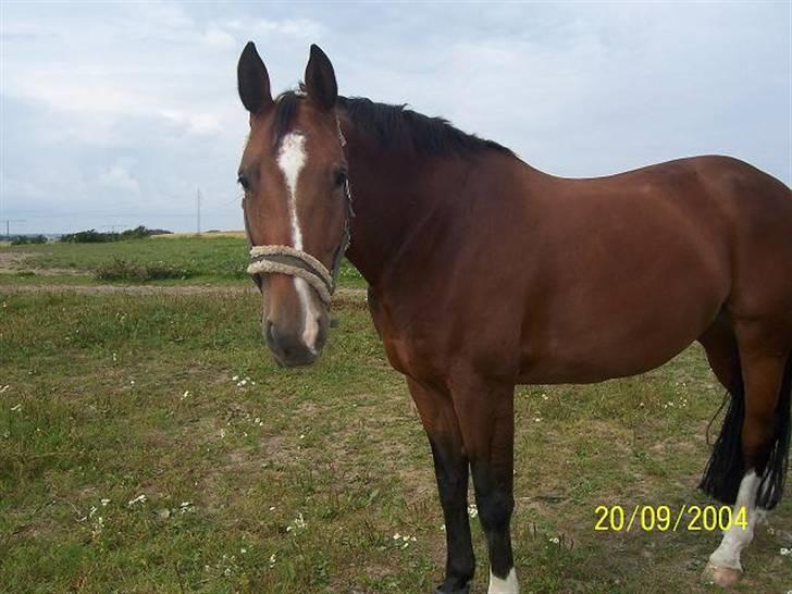 Bækgårdens Hayway billede 11