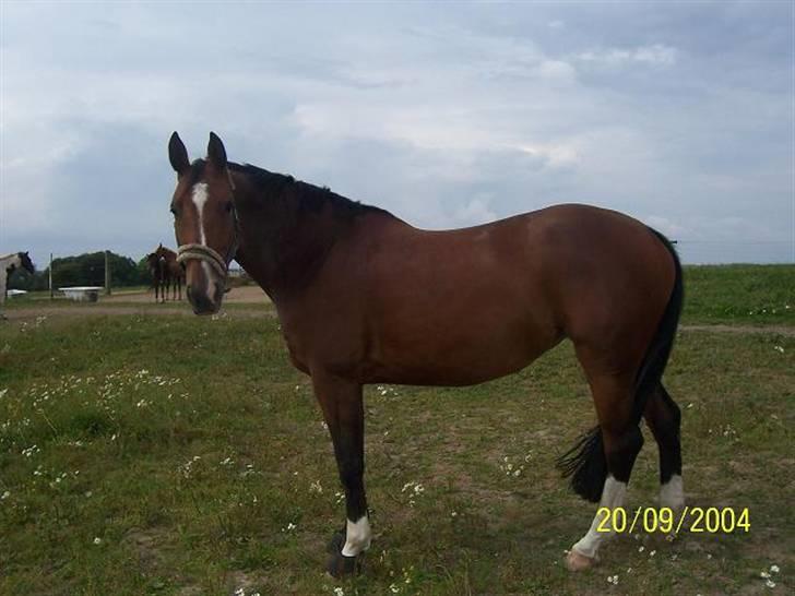 Bækgårdens Hayway billede 12