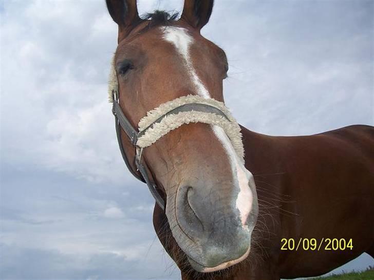 Bækgårdens Hayway billede 13