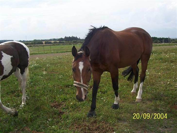 Bækgårdens Hayway billede 14