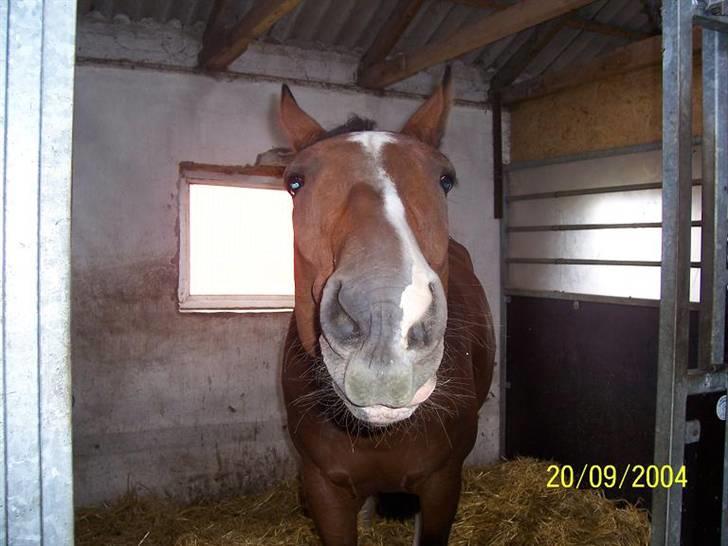 Bækgårdens Hayway billede 15