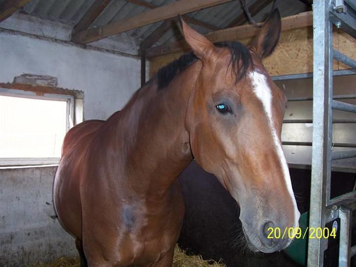 Bækgårdens Hayway billede 16