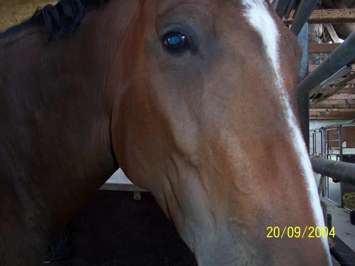 Bækgårdens Hayway billede 17