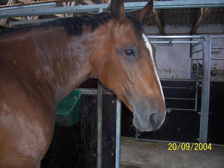 Bækgårdens Hayway billede 18