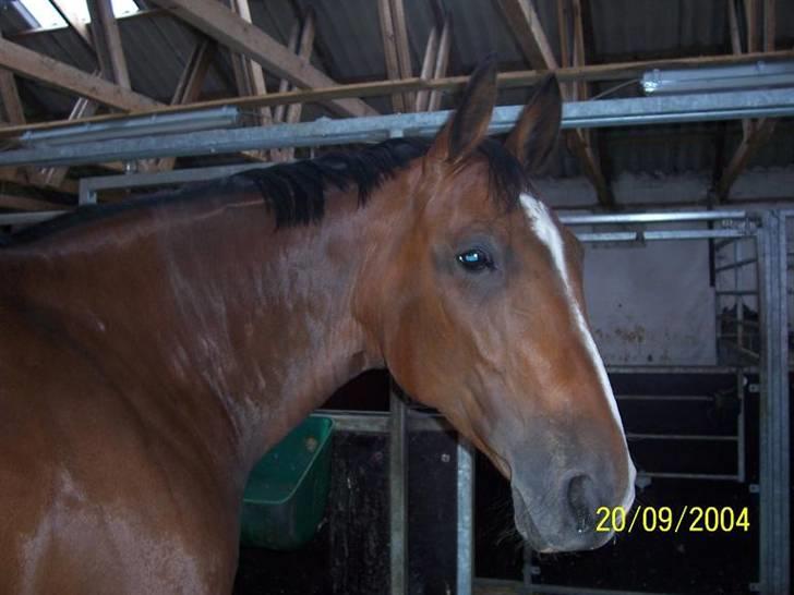 Bækgårdens Hayway billede 19