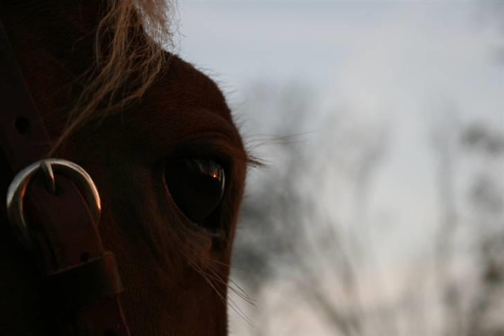 Smukke hesteøjne... - #12. I'm Gold and Dangerous.
Synes dette er ret fedt. Taget i solnedgangen... billede 12