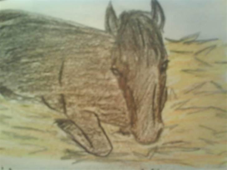 © Mine tegninger :) - Louises blandingspony, Tirano.
Den lille hoppe blev vist lidt træt :)
Link: http://www.hestegalleri.dk/html/gal_visbil.asp?ID=101827 billede 72