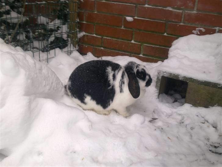 Blandede sne billeder(: - Min smukke Sorte-pige billede 4