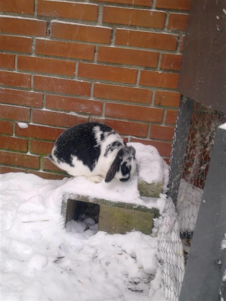 Blandede sne billeder(: - Det skøre dyr ville heller være ude i snevejret, end inde i hendes bur billede 5