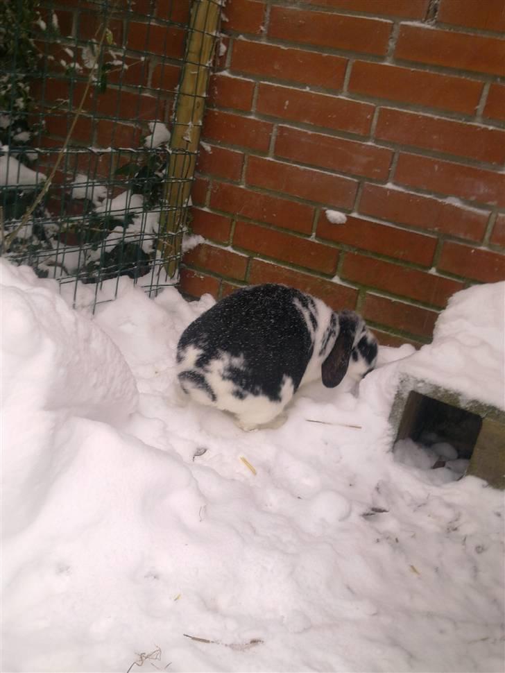 Blandede sne billeder(: billede 6