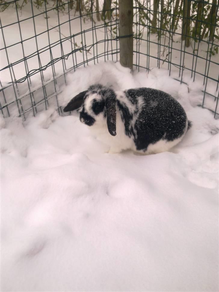 Blandede sne billeder(: - Vildt godt billede af smukke pigen mens det sneer og hun bliver hel hvid ;b billede 7