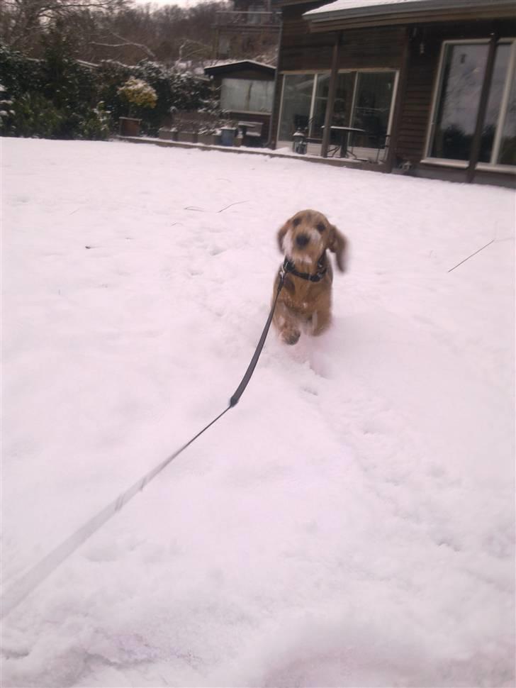 Blandede sne billeder(: - Mais hundehvalp billede 8