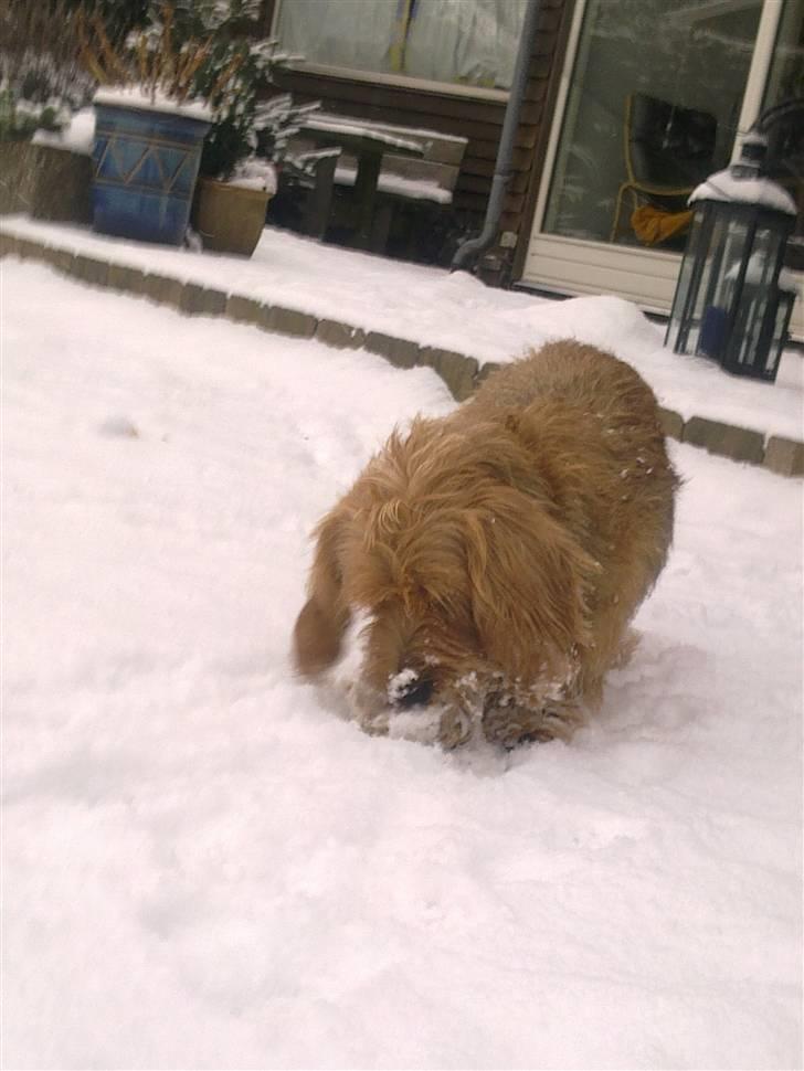 Blandede sne billeder(: - Amanda tøzen billede 9