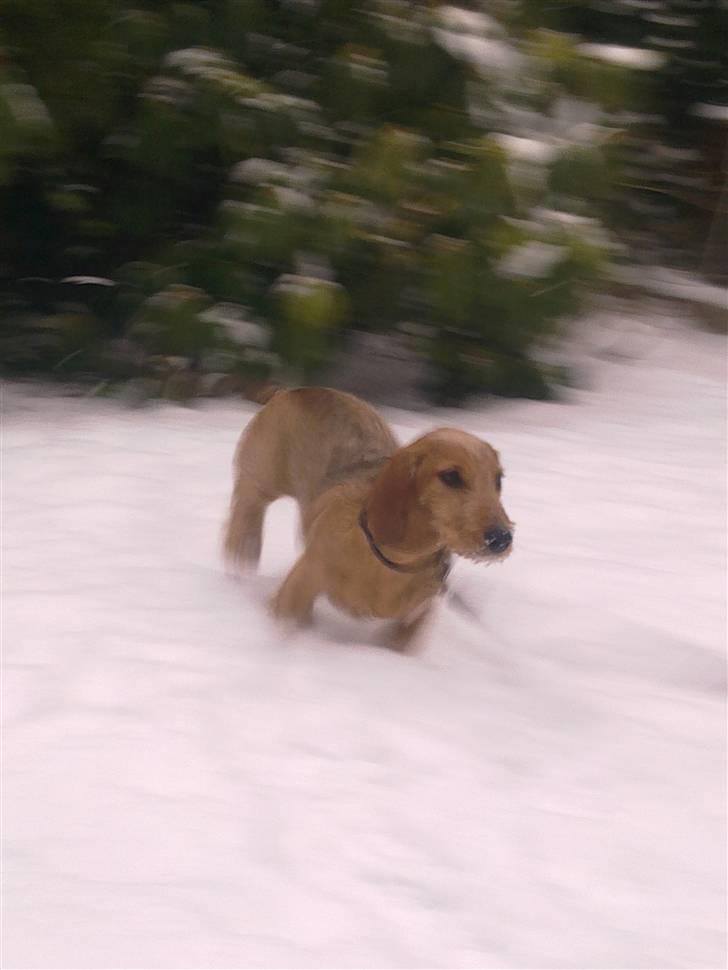 Blandede sne billeder(: - Elsker dette billede! Karma løber afsted og kameraet fokusere på hende, mens baggrunden er sløret! billede 11