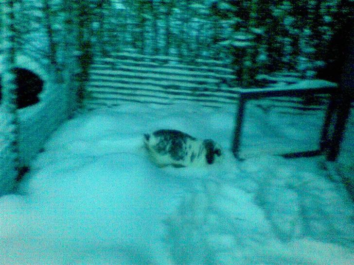 Blandede sne billeder(: - Undskyld billedet er lidt sløret, men det er det eneste snebillede fra i år jeg havde af ham. billede 17
