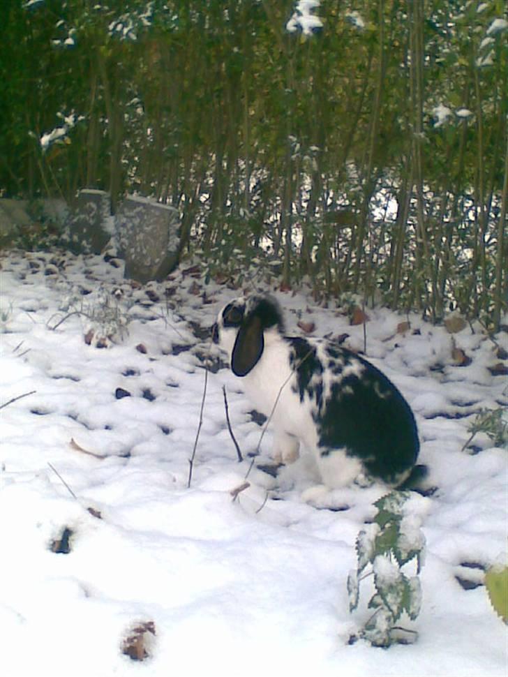 Blandede sne billeder(: - Sidste år. Første gang hun så sne. Hun var helt vild med det de første 10 min, men så blev det aaaal for koldt! billede 18