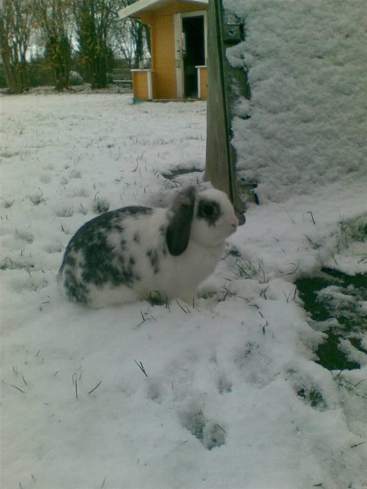 Blandede sne billeder(: - Pipsen sidste år. Han er såå fin, og det var utroligt han gad være ude i sneen. "Jeg hader kulde og især det der hvide der falder! :b Hvad skal det dog til for?" billede 19