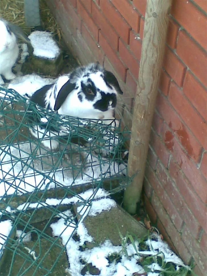 Blandede sne billeder(: - Sorte laver ballade. billede 20