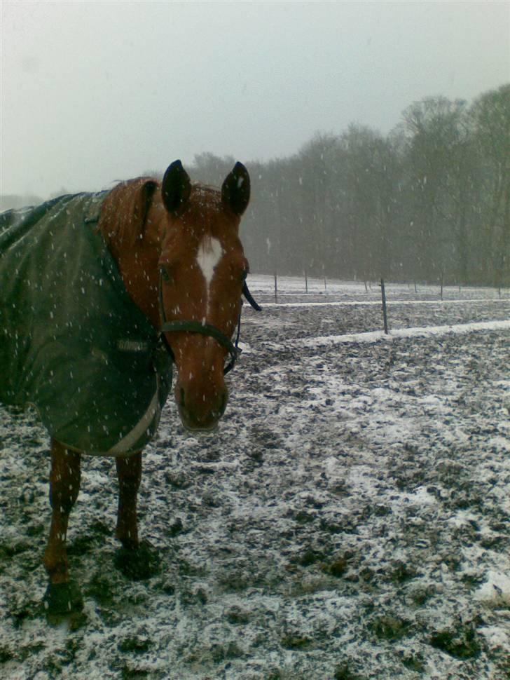Blandede sne billeder(: - Smukke ponz på fold billede 25