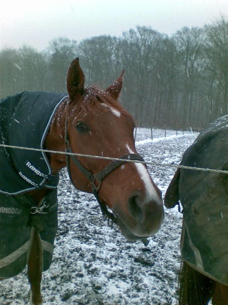 Blandede sne billeder(: billede 26