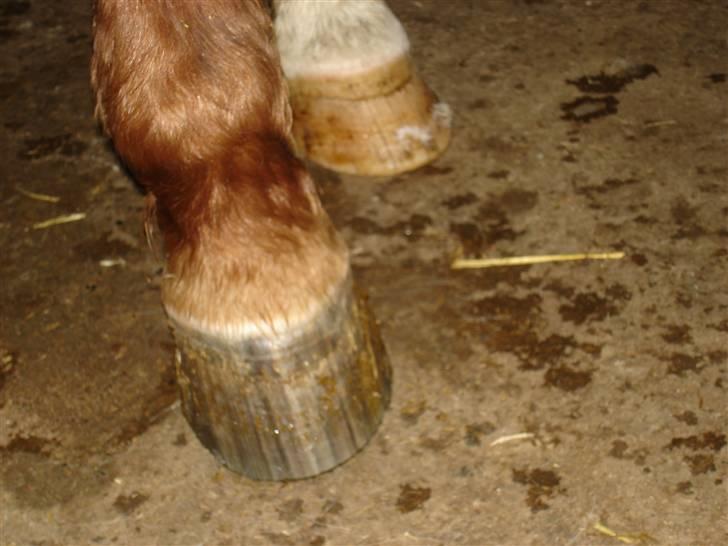 Mads hove billede 10