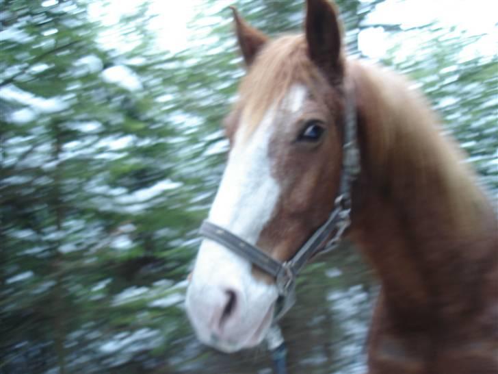 Mads hove billede 11