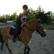 Ornli' hotte heste :D     + Wintecsadel