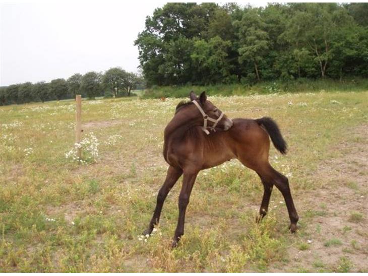 {{currentPhoto.altText}} billede {{currentPhoto.number}}