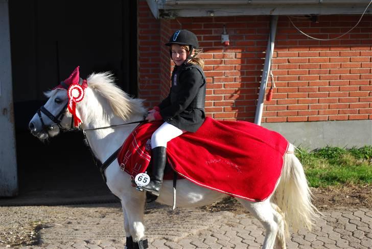 Lucky - Lucky efter præmieoverrækkelse Sportsrideklubben Thisted Oktober 2009.
Vi vandt LD spring. Lucky´s bedste LD nogensinde.... billede 23