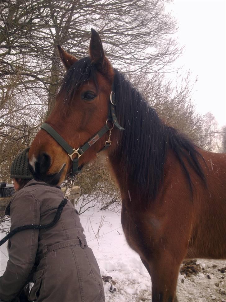 Blandede sne billeder(: - Smukke, smukke Kiara i sneen <3 billede 27