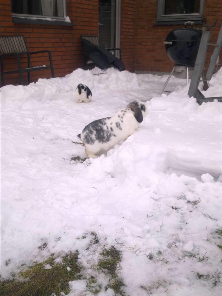 Blandede sne billeder(: - Pipper mener han kan løbe igennem 40 cm sne.. Men det gik ikke helt som han have regnet med <3 billede 29