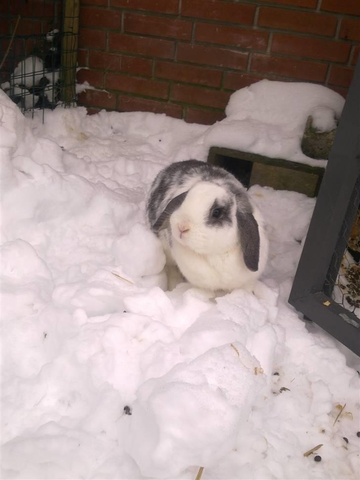 Blandede sne billeder(: - Min smukke sneprins som egentlig hader sne billede 30