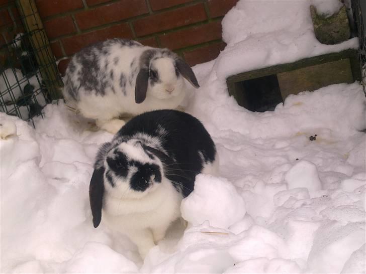 Blandede sne billeder(: - Min prins og prinsesse XD billede 31