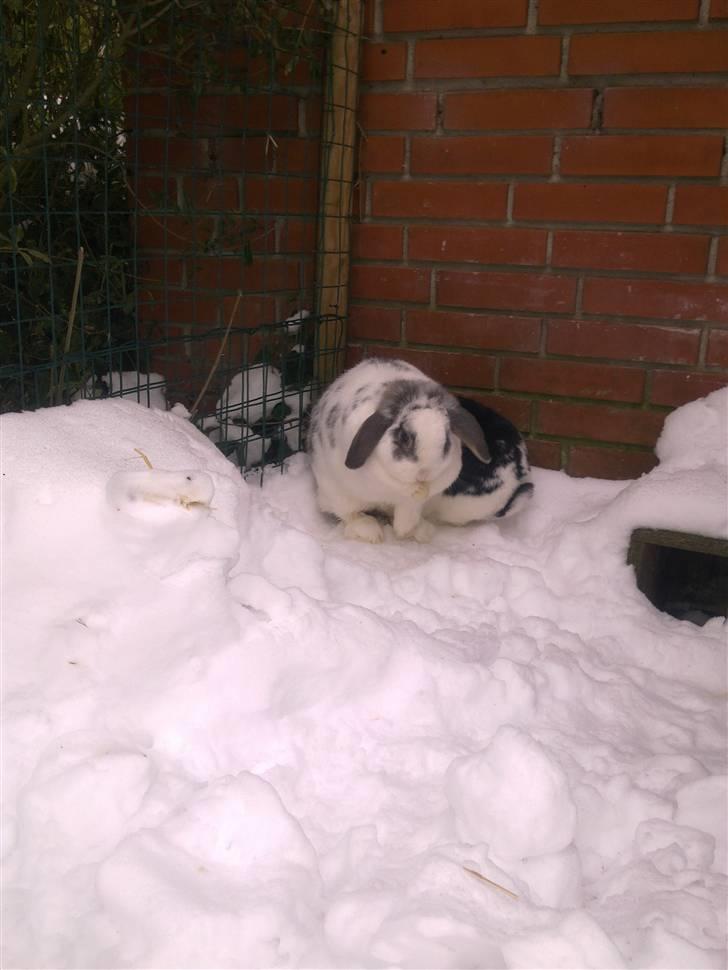 Blandede sne billeder(: - Pipper vasker sig, mens Sorte laver unoder bagi ! Sorte altså ;b billede 32