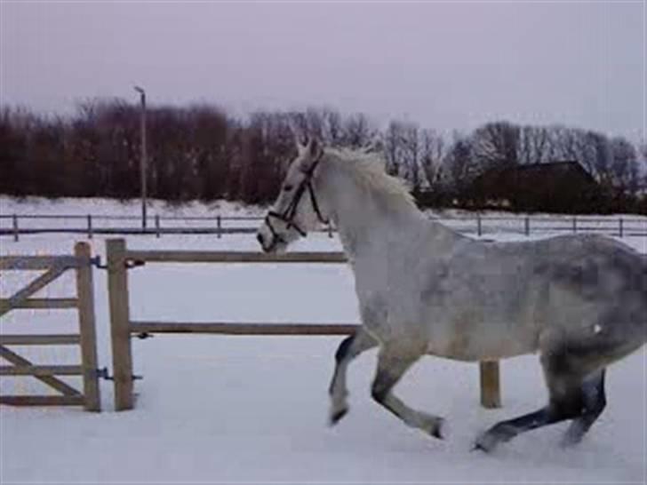 Verdens smukkeste hest :-*  - Wruuuum <333333 ;-D billede 3