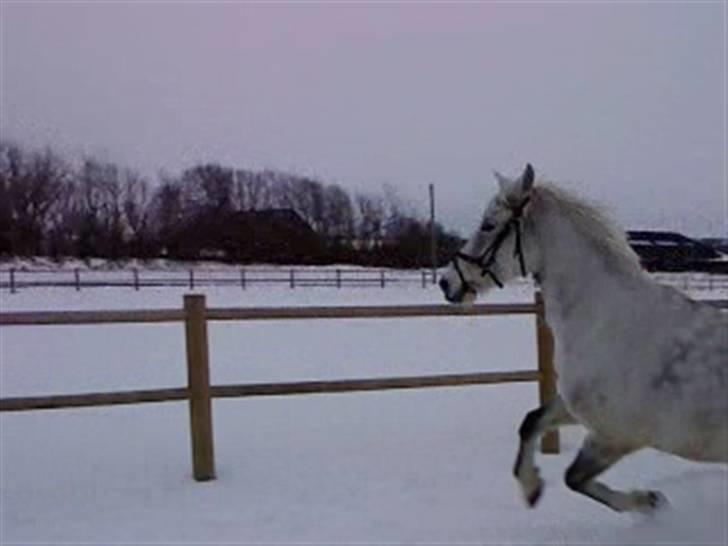 Verdens smukkeste hest :-*  - Smuk? billede 4