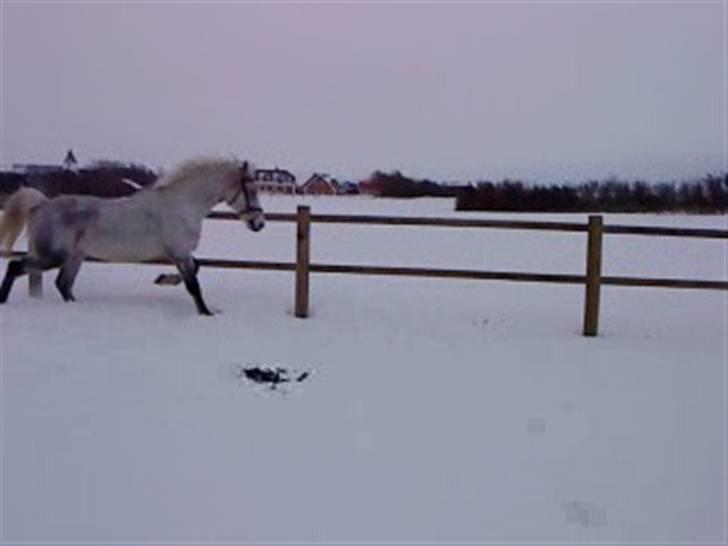 Verdens smukkeste hest :-*  billede 5