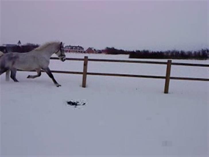 Verdens smukkeste hest :-*  billede 6
