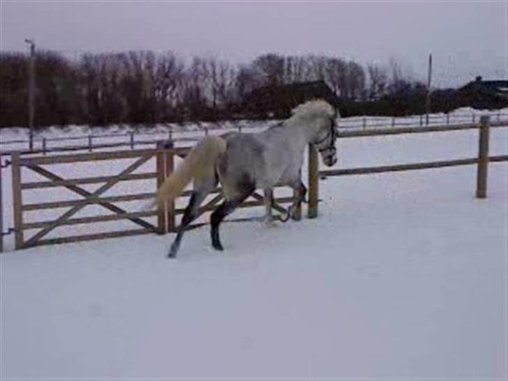 Verdens smukkeste hest :-*  - Wrum wrum, Aston martin'en drejer skaaarpt :P <3 billede 7